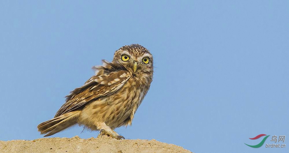 纵纹腹小鸮 - 观鸟拍鸟之旅 Bird Trip Reports 鸟网