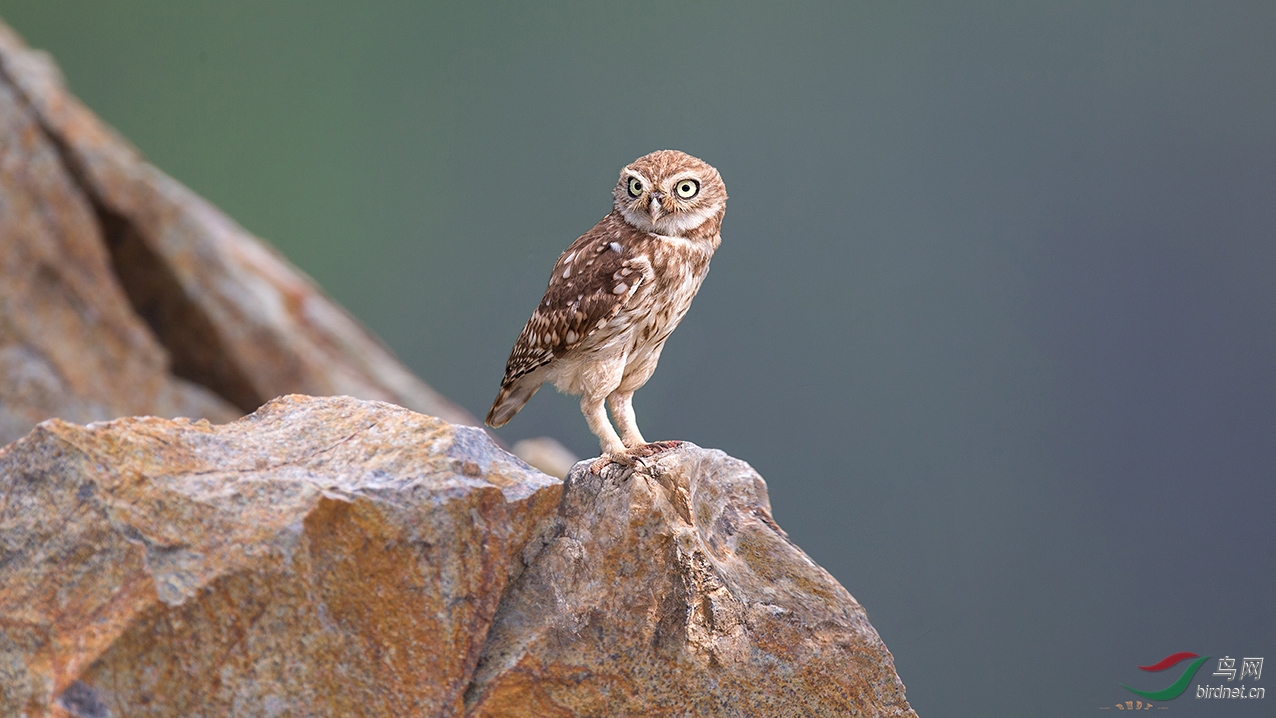 ~~~~~~纵纹腹小鸮~~~~~~ - 上海版 Shanghai 鸟网