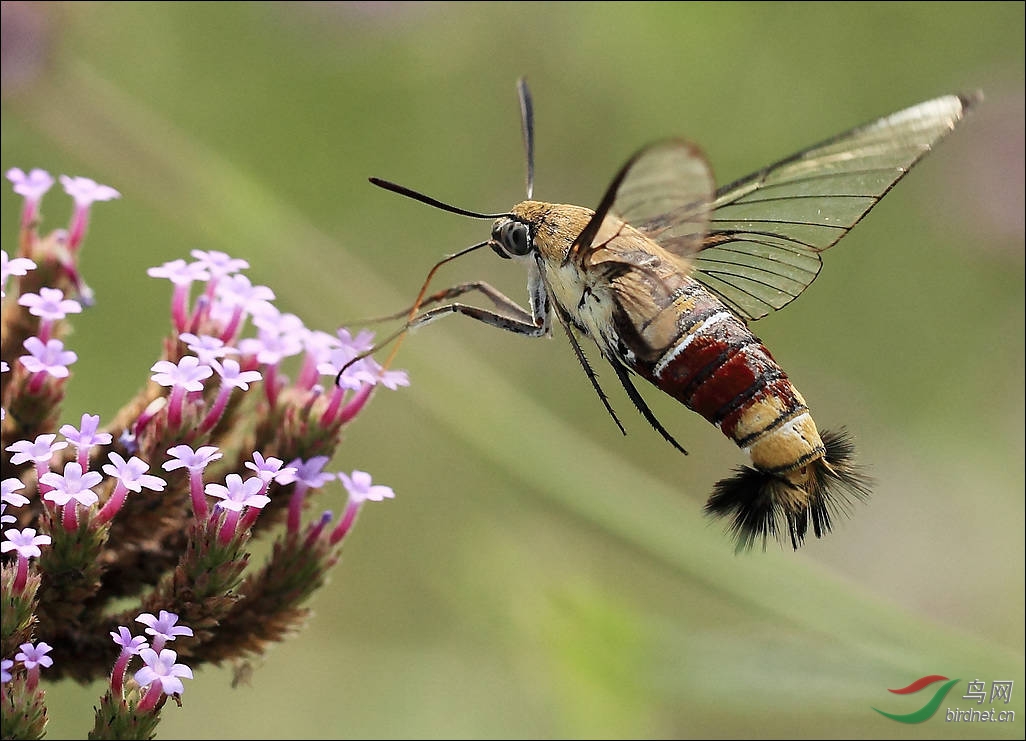 长喙天蛾 - 四川版 Sichuan 鸟网