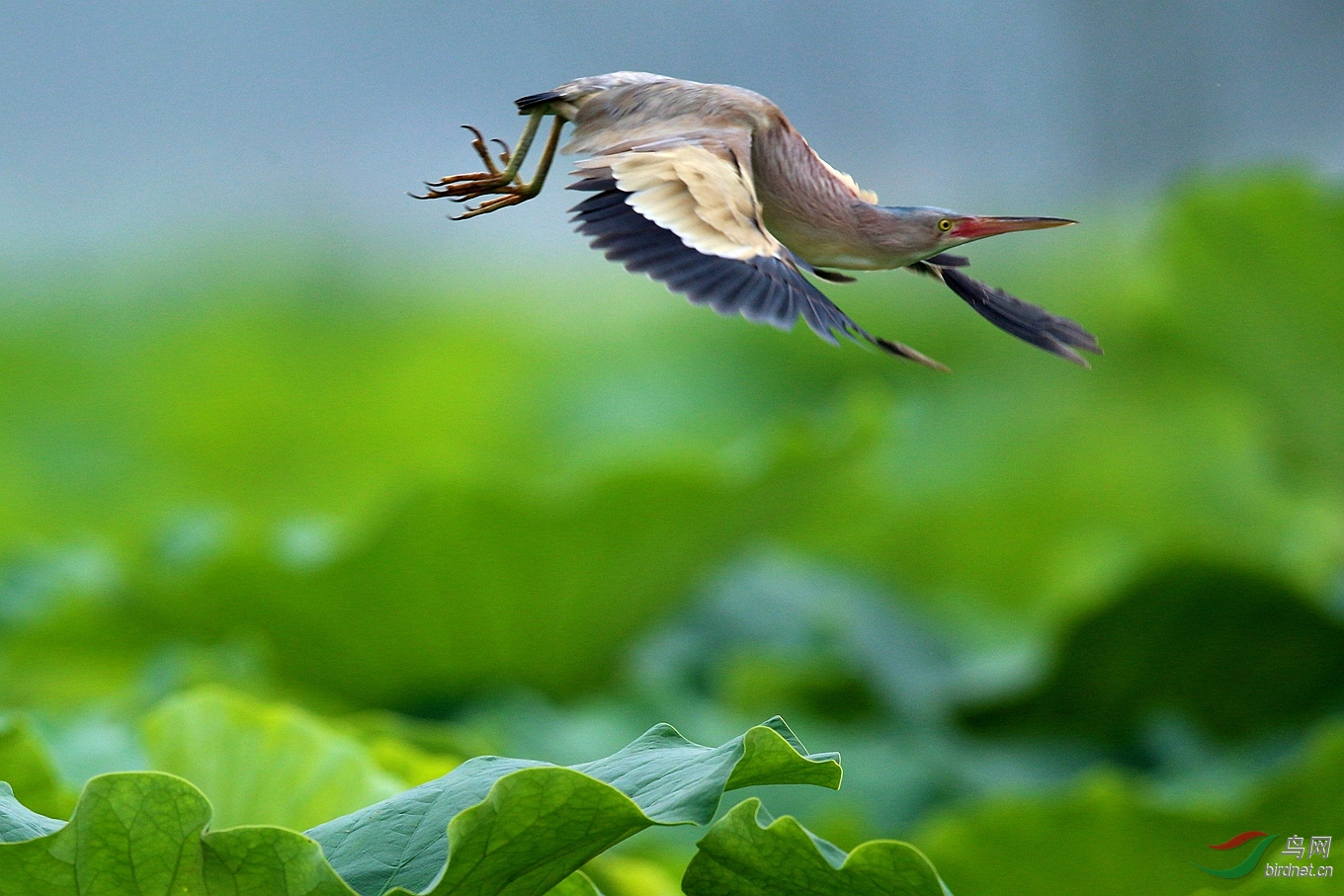 黄苇鳽(飞)