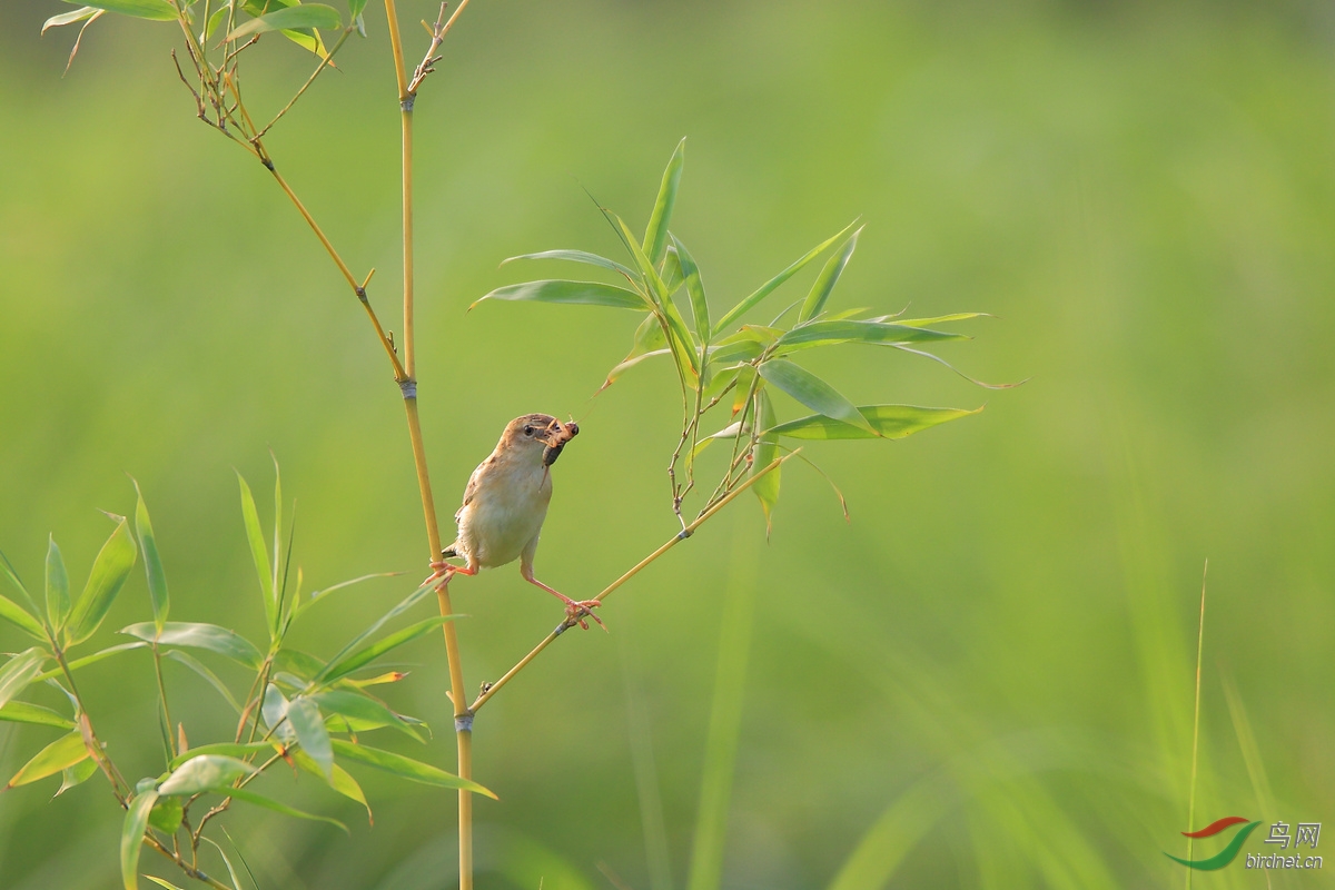  大劈叉  - 河北版 Hebei 鸟网