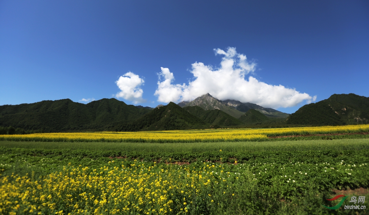 青海化隆风光——油菜花开