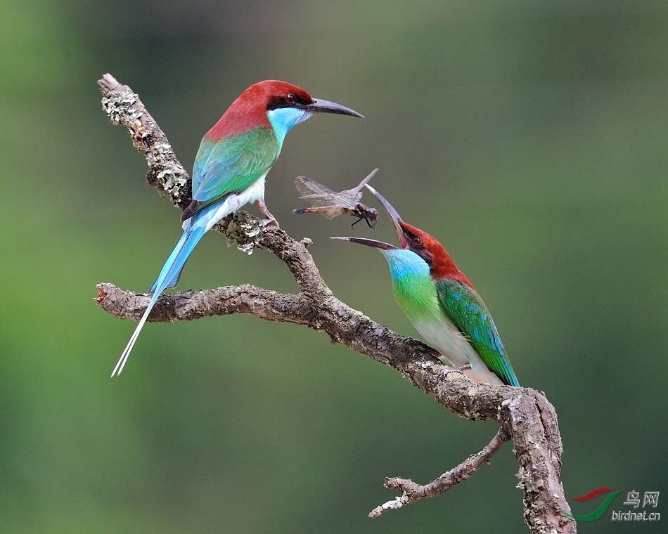 爱无价 - 辽宁版 Liaoning 鸟网