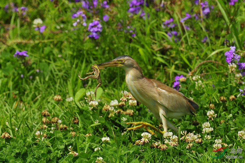 黄苇鳽抓青蛙 - 内蒙古版 Neimenggu 鸟网