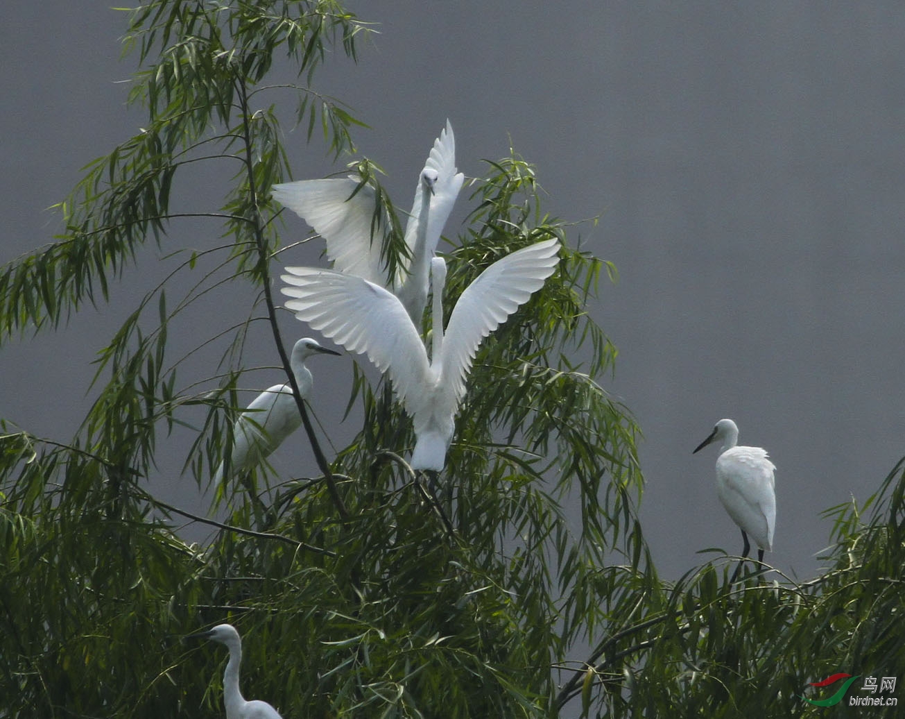 白鹭的领地之争 - 北京版 Beijing 鸟网