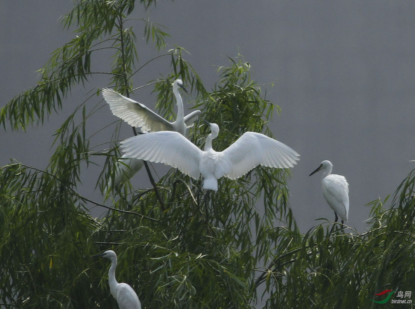 白鹭的领地之争 - 北京版 Beijing 鸟网