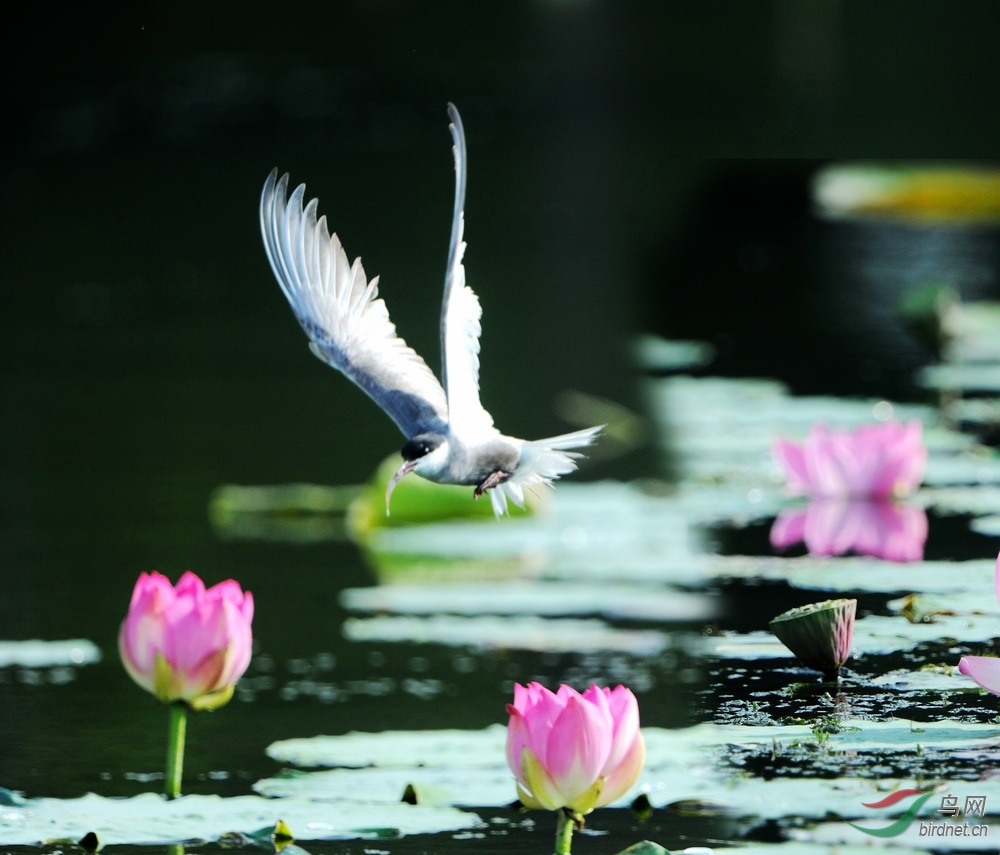 虚浮鸥 - 黑龙江版 Heilongjiang 鸟网