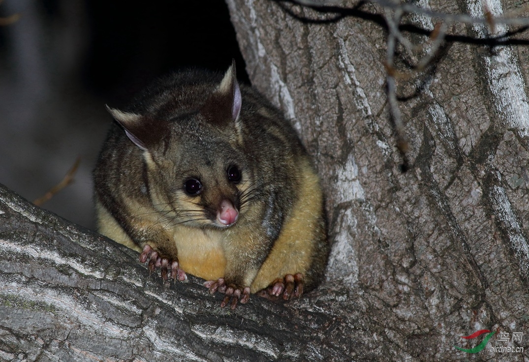 y-common brushtail possum1_副本_过滤后_副本.jpg