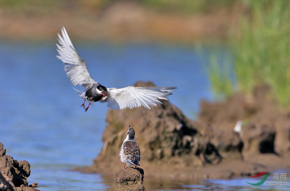 虚浮鸥育雏 - 水鸟版 Waterbirds 鸟网