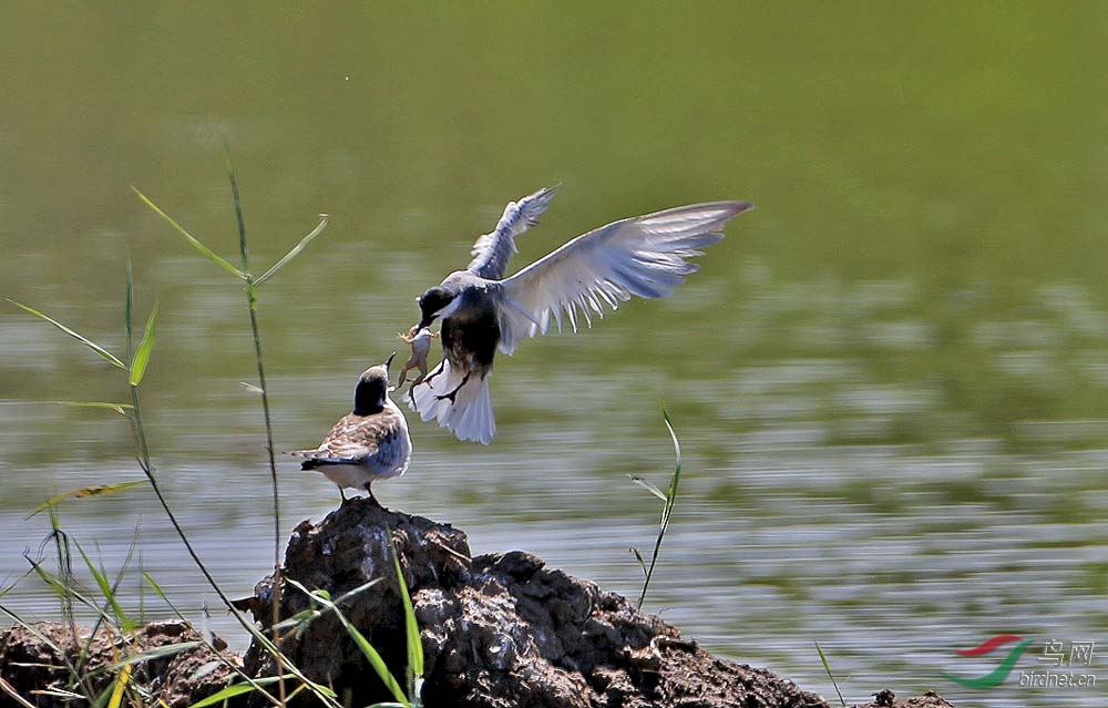 虚浮鸥育雏 - 水鸟版 Waterbirds 鸟网