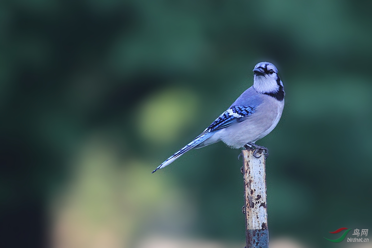 (blue jay)亦称蓝松鸦,北美洲松鸦(jay)的一种,分布于北美洲,被美国