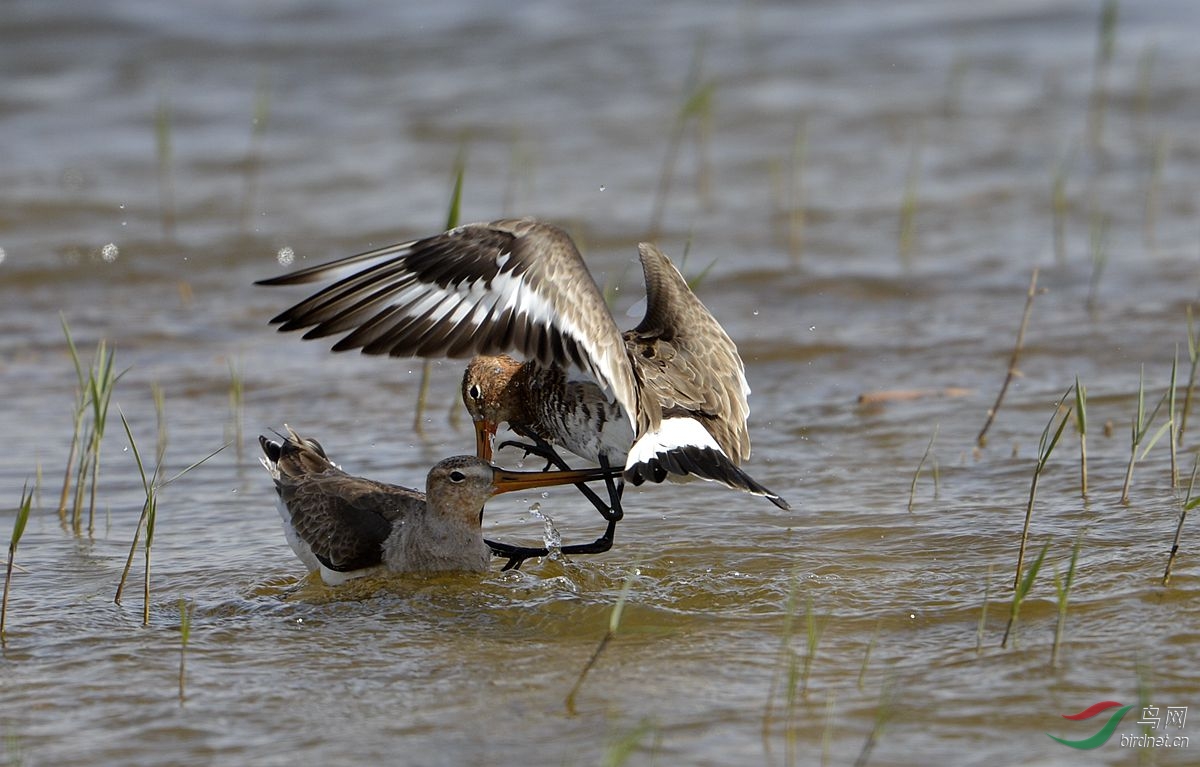 一组水鸟打斗片 - 水鸟版 Waterbirds 鸟网