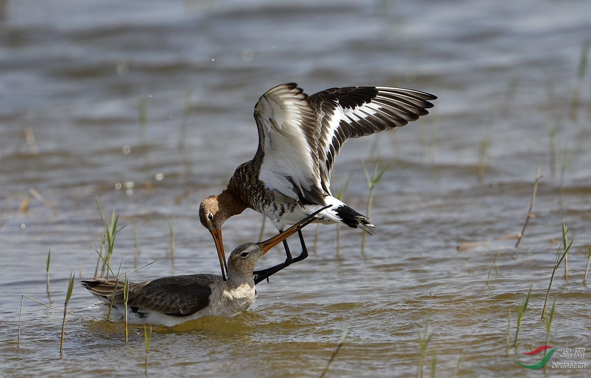 一组水鸟打斗片 - 水鸟版 Waterbirds 鸟网