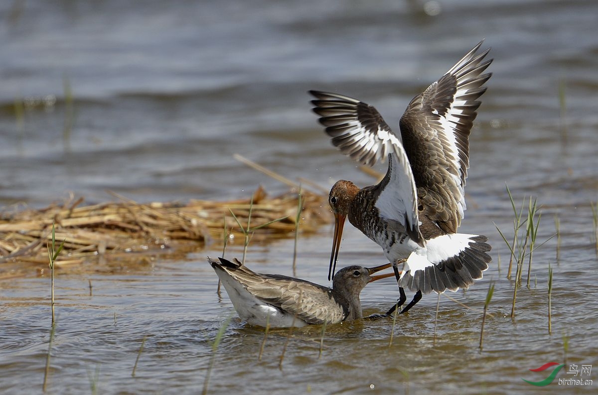 一组水鸟打斗片 - 水鸟版 Waterbirds 鸟网