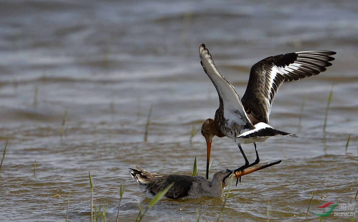 一组水鸟打斗片 - 水鸟版 Waterbirds 鸟网