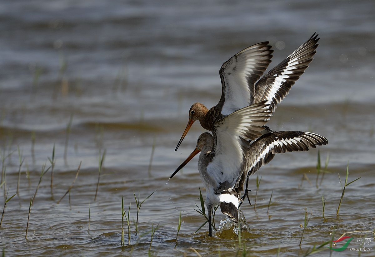 一组水鸟打斗片 - 水鸟版 Waterbirds 鸟网