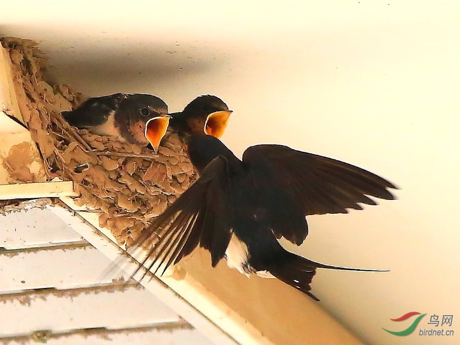 燕子喂食