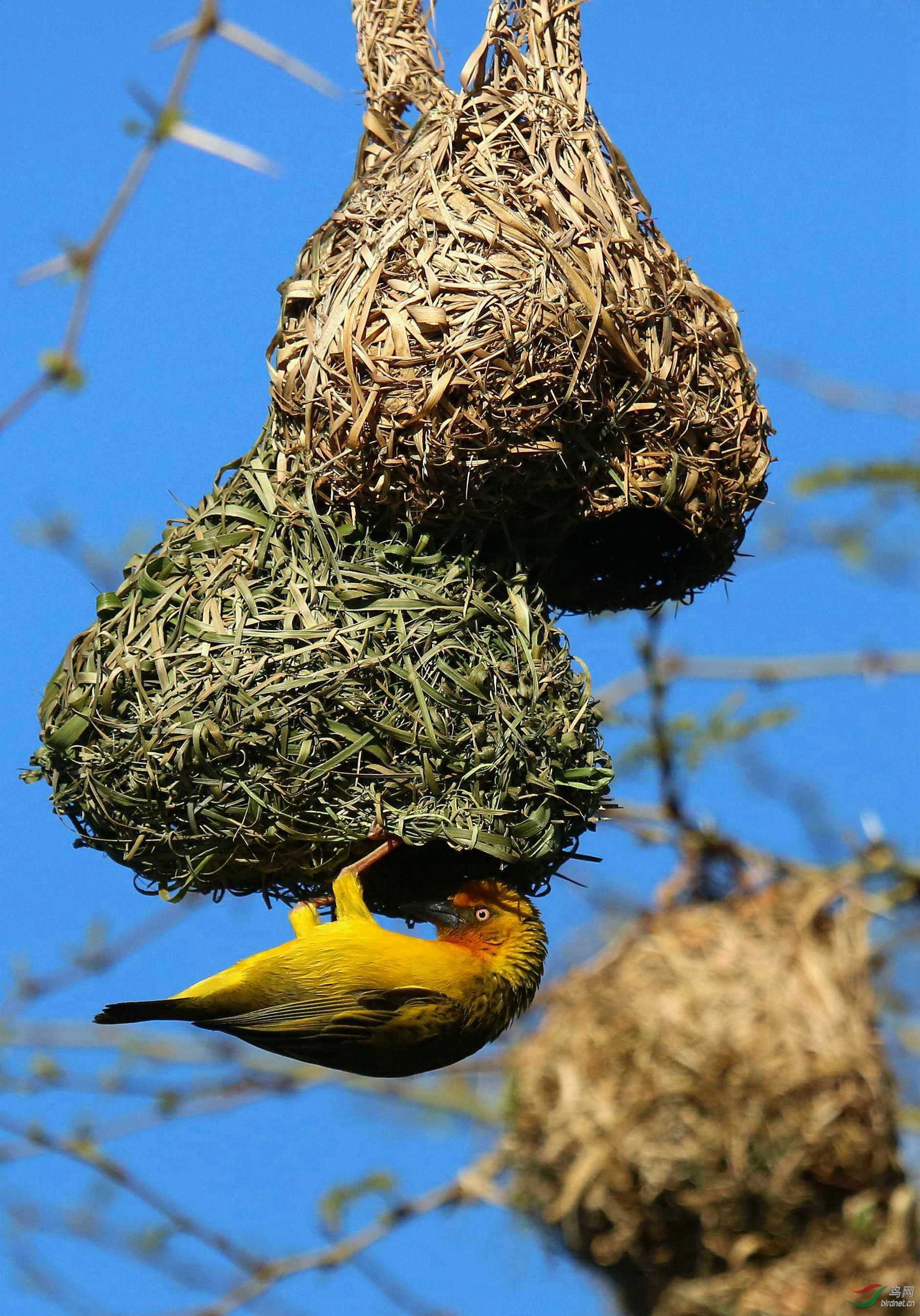 南非织巢鸟
