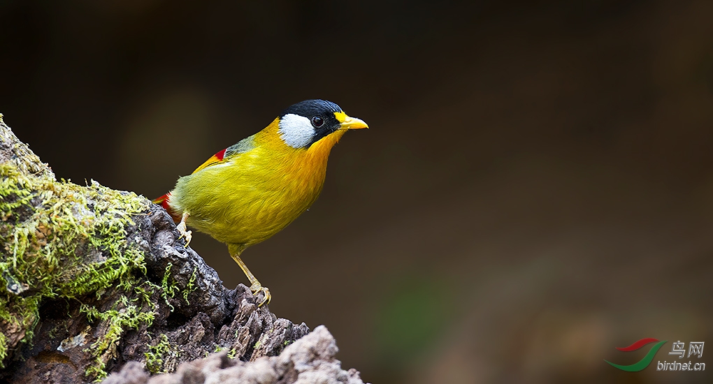 银耳相思鸟 - 江西版 Jiangxi 鸟网
