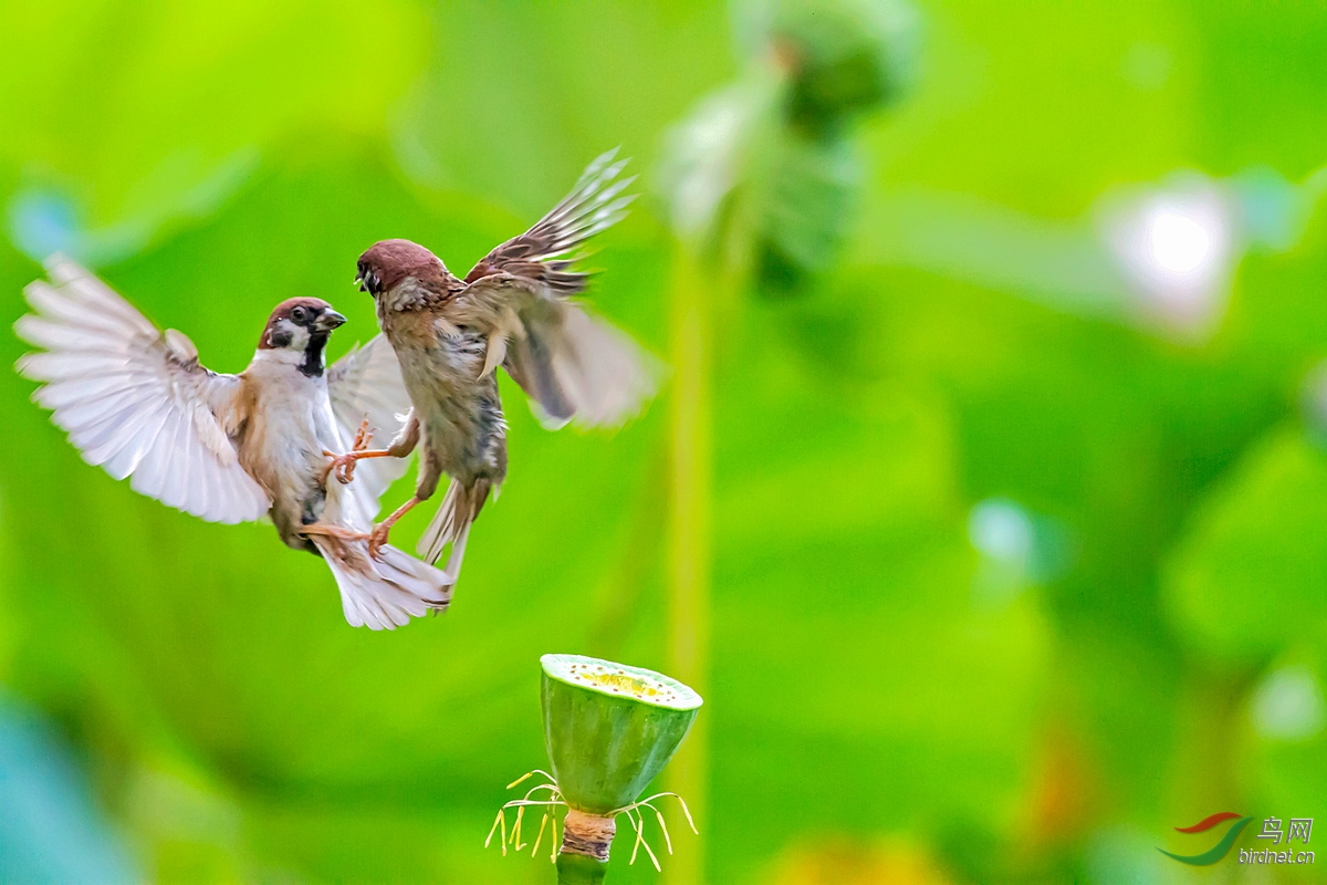 荷塘晨曲--顽皮的麻雀(摄于紫竹院公园) - 北京版 Beijing 鸟网