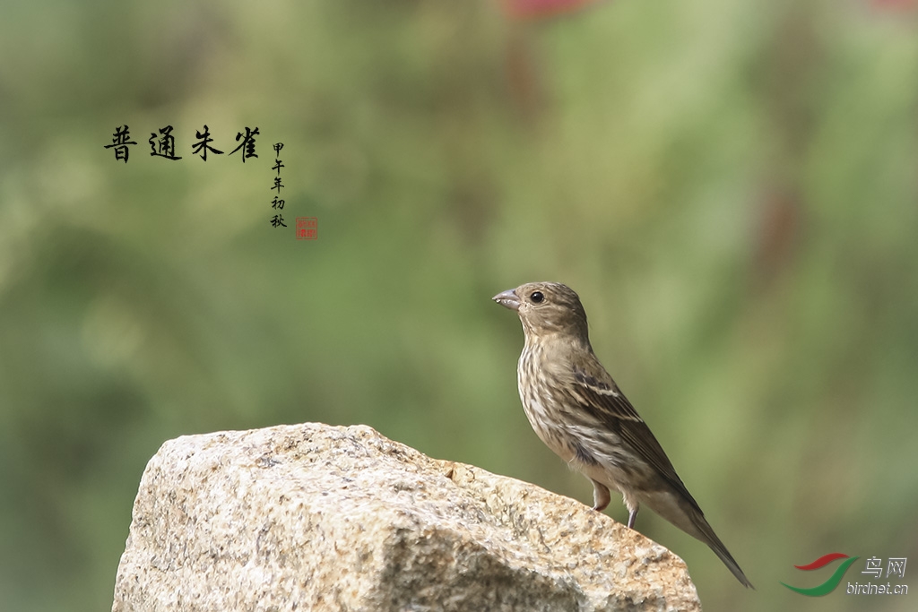 普通朱雀青麻料