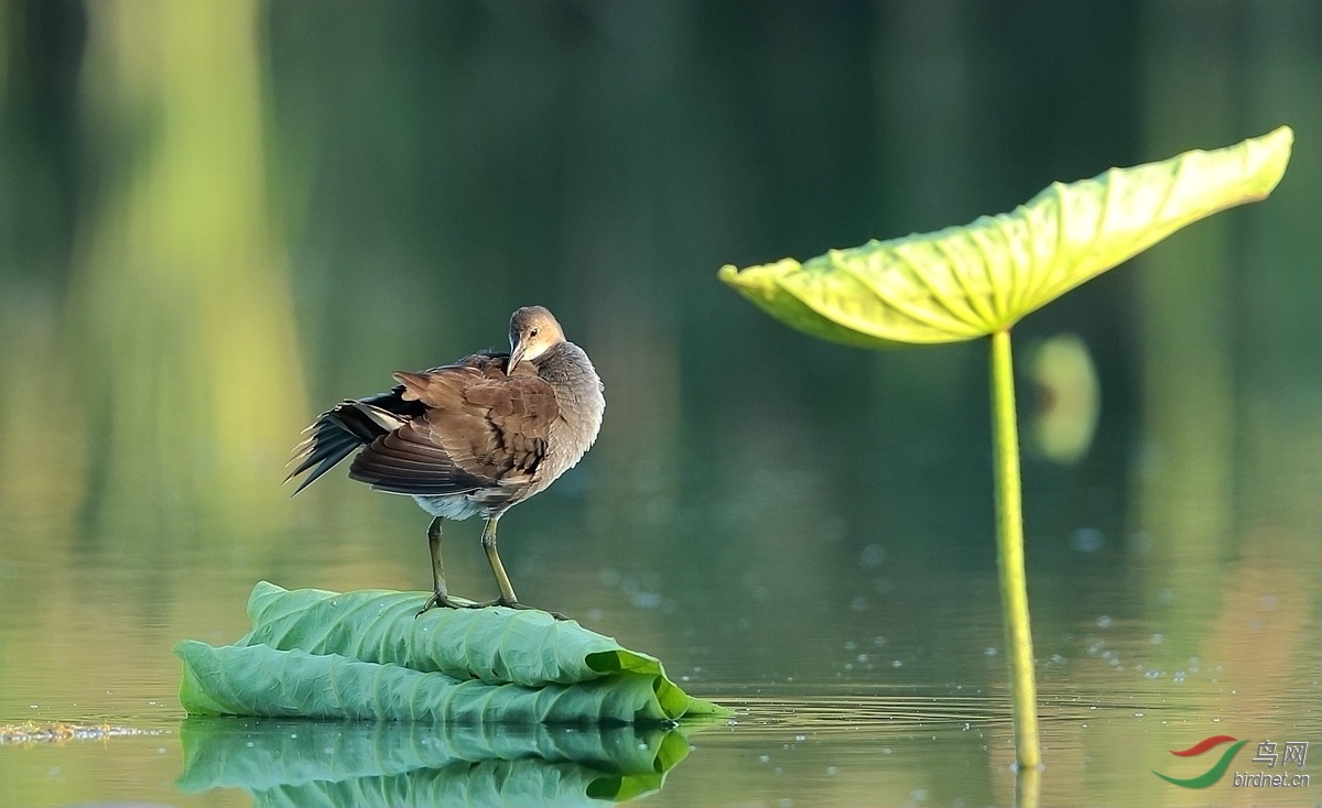 半大不小的黑水鸡 - 水鸟版 Waterbirds 鸟网