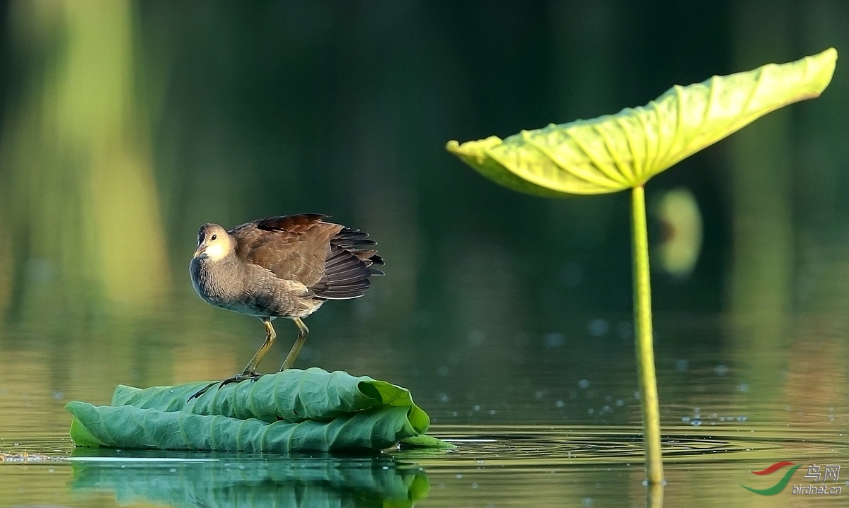 半大不小的黑水鸡 - 水鸟版 Waterbirds 鸟网