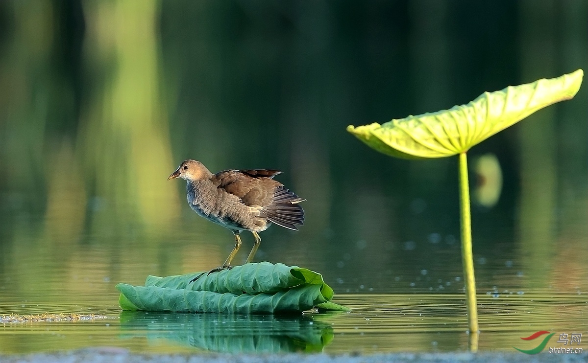 半大不小的黑水鸡 - 水鸟版 Waterbirds 鸟网