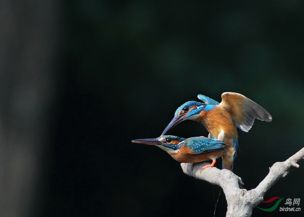 鸟爱情 - 河南版 He'nan 鸟网