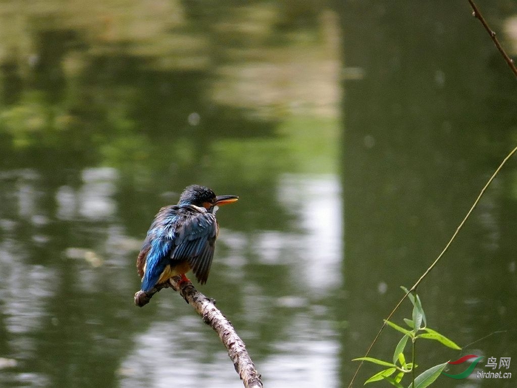 <em>阿哥阿妹情谊长</em>【座谈会完了但人还有点兴奋】