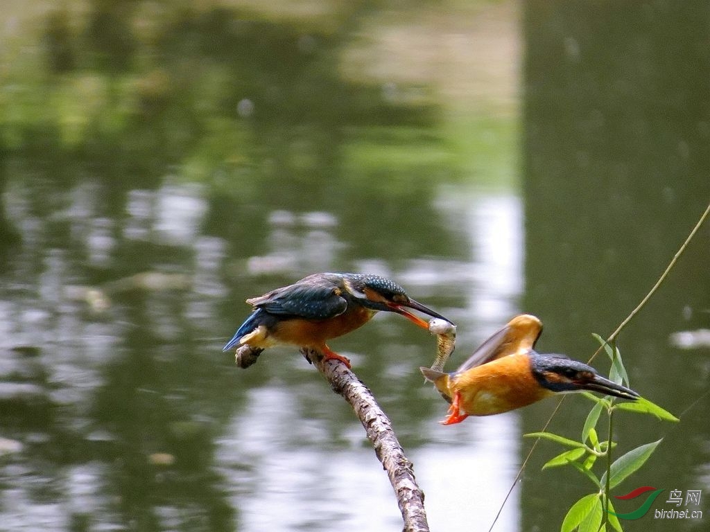 <em>阿哥阿妹情谊长</em>【座谈会完了但人还有点兴奋】