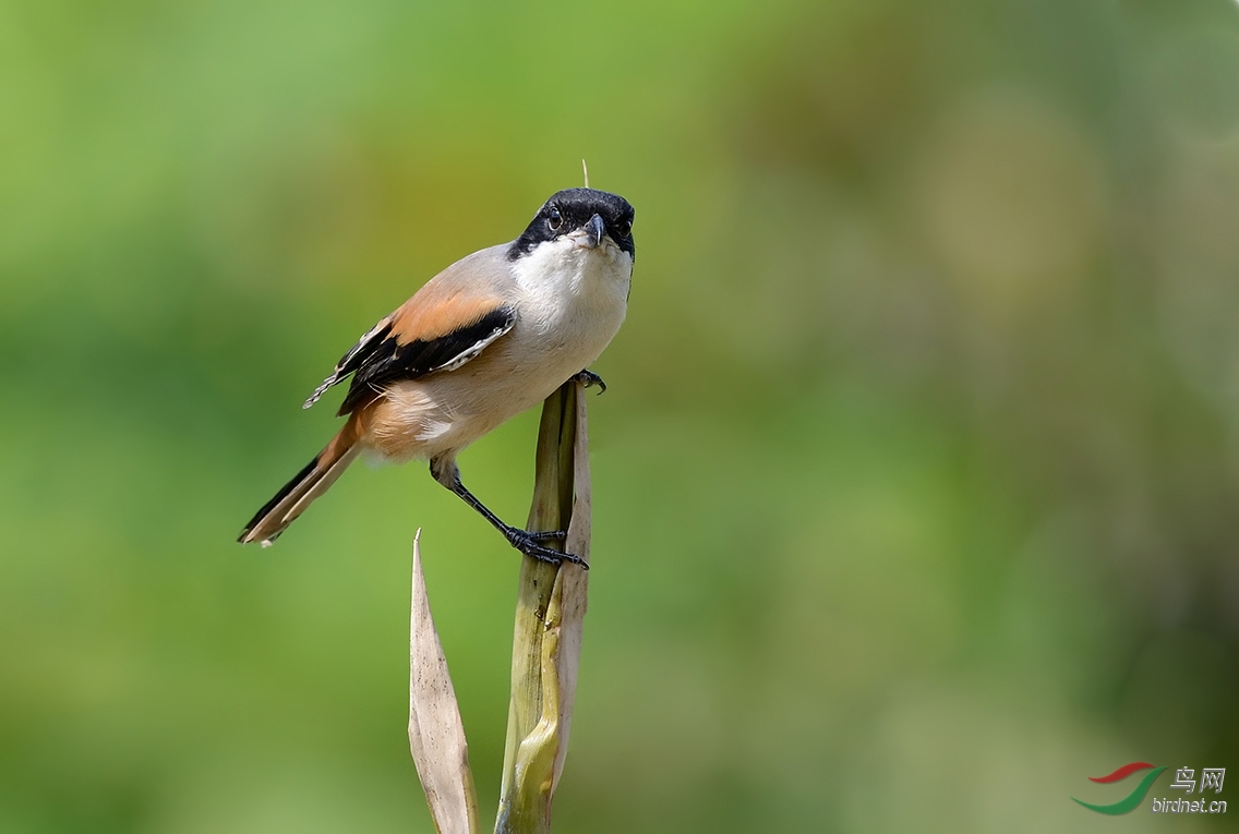 爱站高枝_伯劳 - 广东版 Guangdong 鸟网