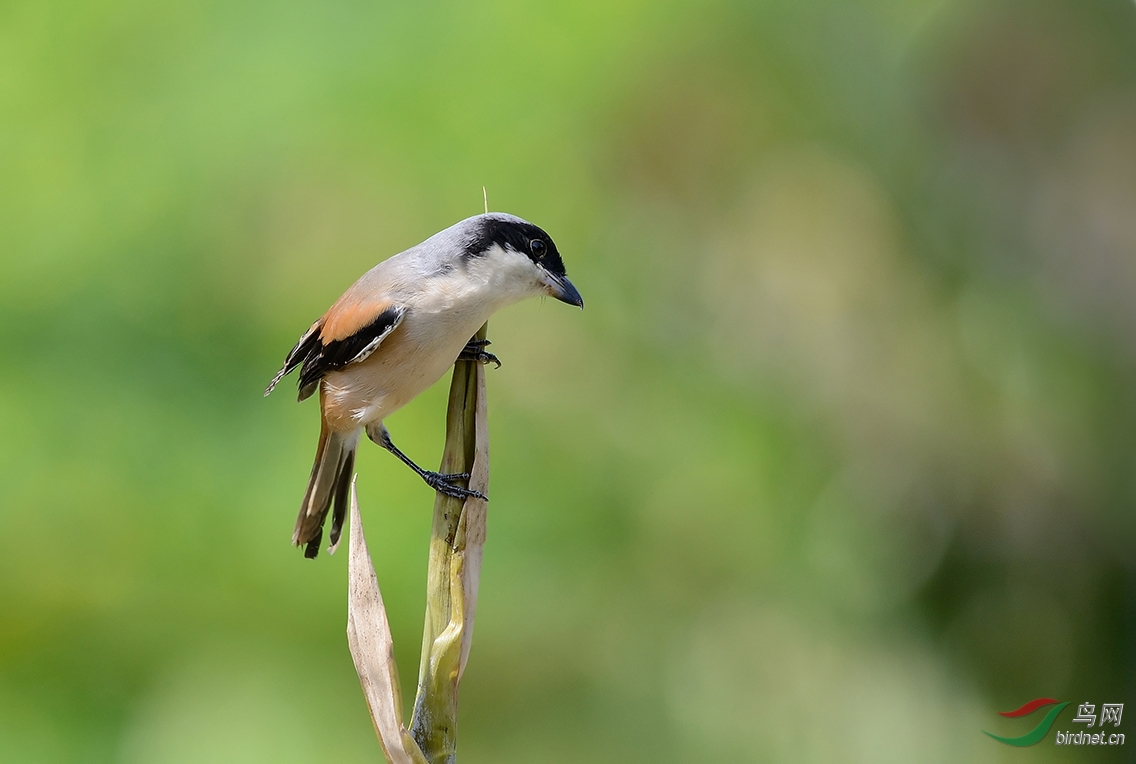 爱站高枝_伯劳 - 广东版 Guangdong 鸟网