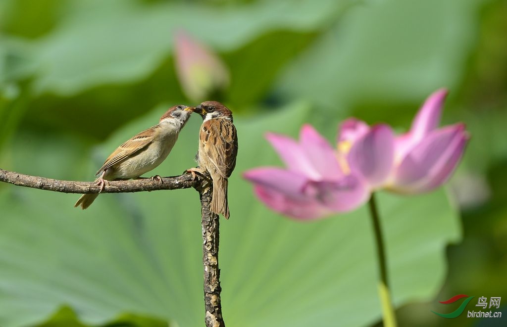 间奏曲 - 北京版 Beijing 鸟网