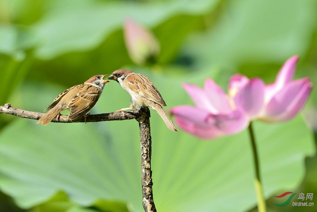 间奏曲 - 北京版 Beijing 鸟网