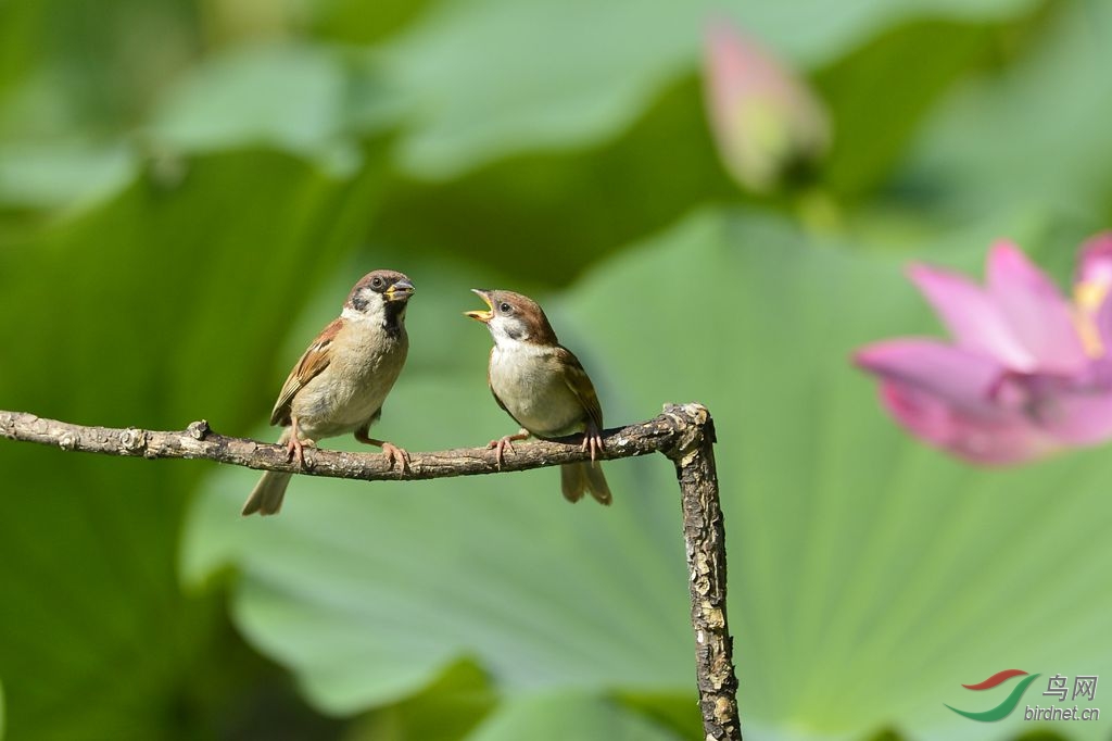 间奏曲 - 北京版 Beijing 鸟网