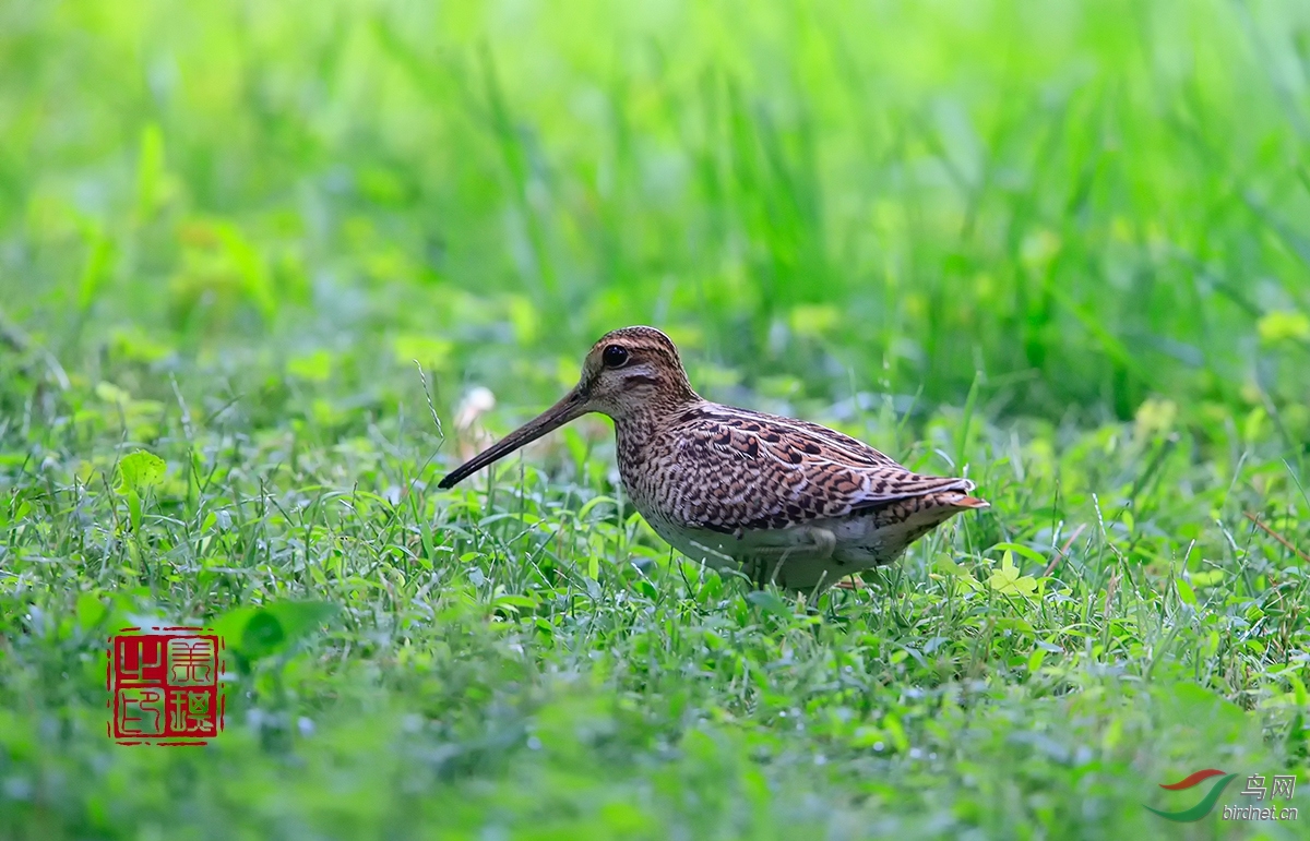扇尾沙锥 - 北京版 Beijing 鸟网