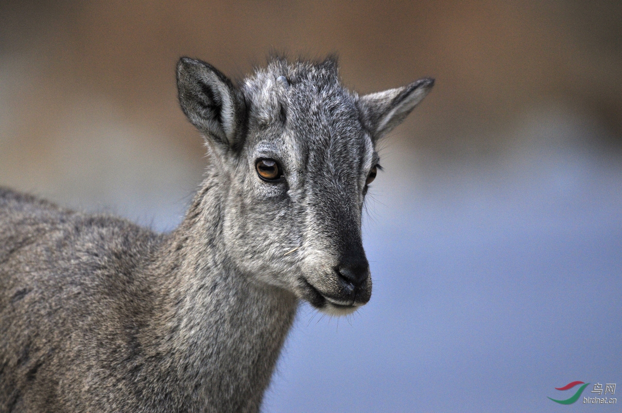 天兔行空 - 我的专辑 鸟网