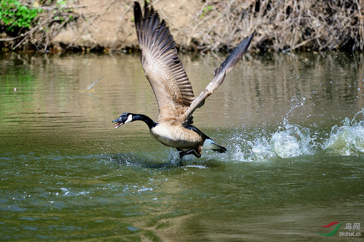 【加拿大黑雁】 - 安徽版 Anhui 鸟网
