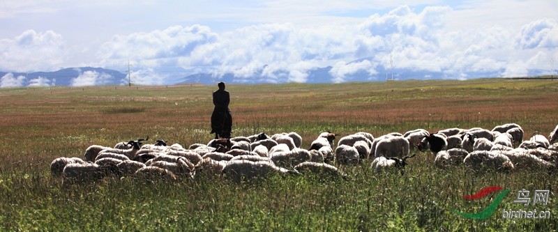风吹草低见牛羊 - 地理风光 Geography 鸟网