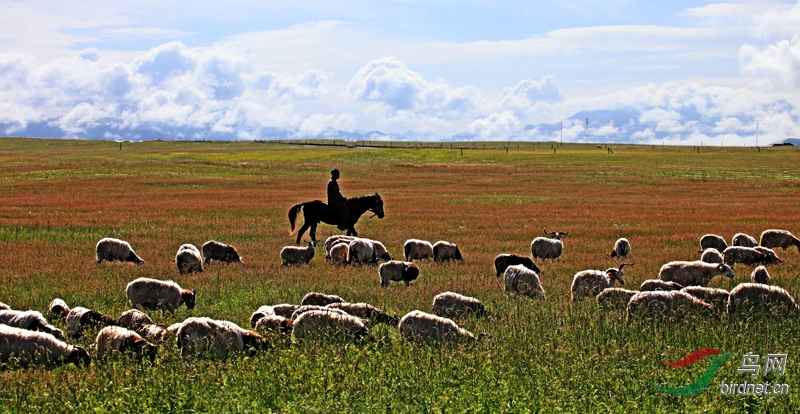 风吹草低见牛羊 - 地理风光 Geography 鸟网