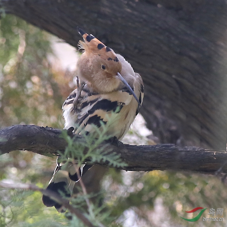 搔首弄姿 - 北京版 Beijing 鸟网
