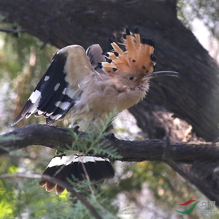 搔首弄姿 - 北京版 Beijing 鸟网