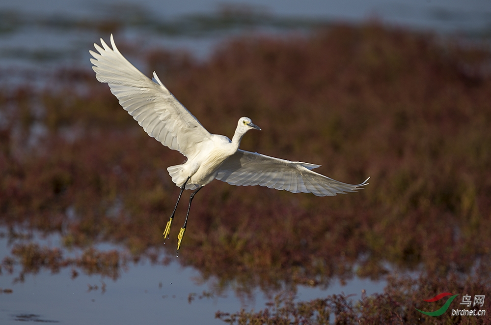 红草地映衬下的白鹭 - 河北版 Hebei 鸟网