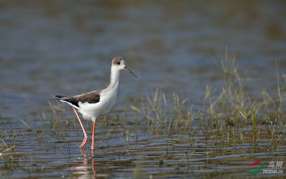 常在河边走 - 湖北版 Hubei 鸟网