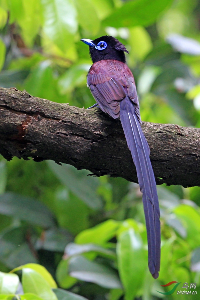 一组紫寿带 - 广东版 guangdong 鸟网