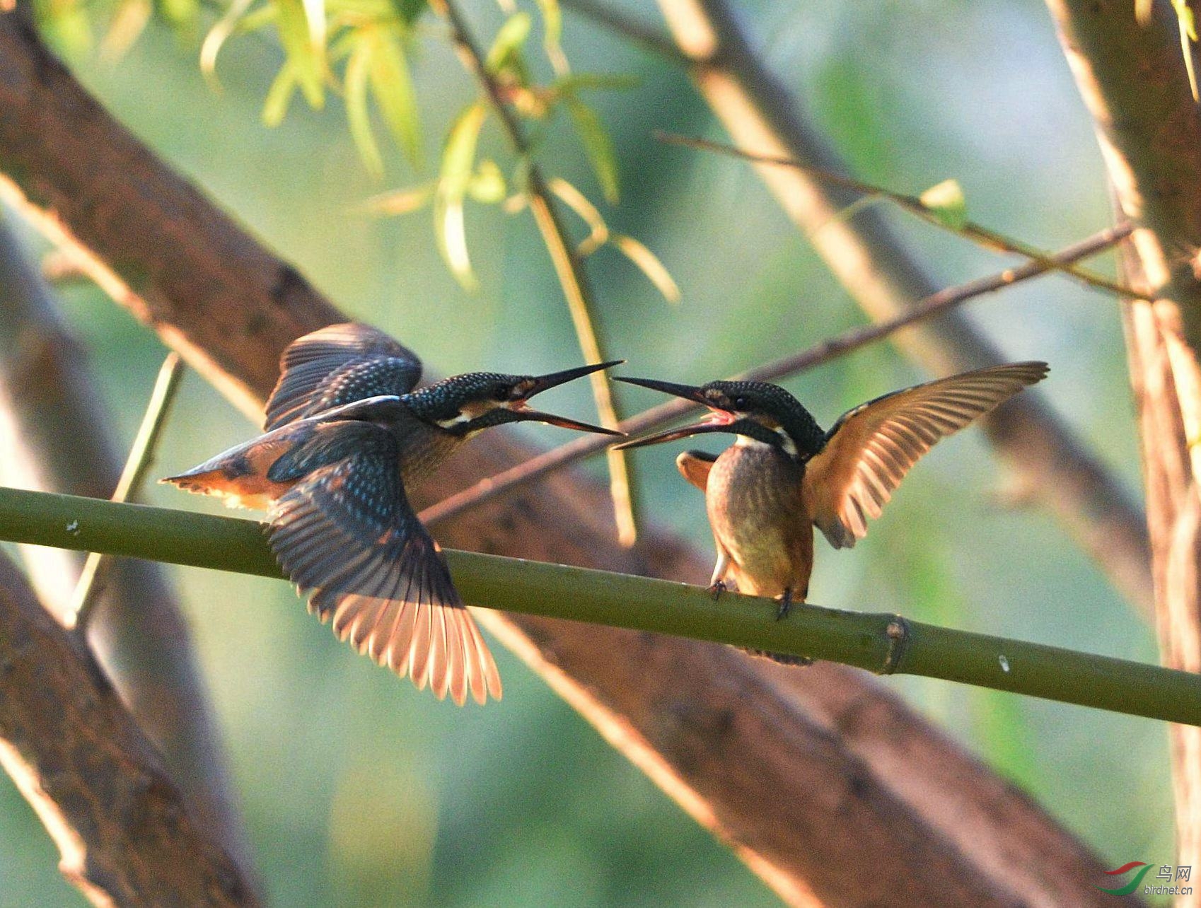 玉翠相煎何太急 - 北京版 Beijing 鸟网