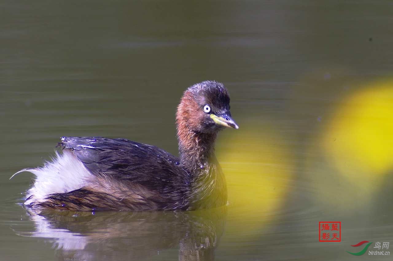 宾得KR相机+650--1300mm手动对焦镜头拍的