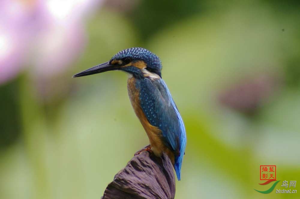 650--1300mm手动镜头拍翠鸟 - 辽宁版 Liaonin