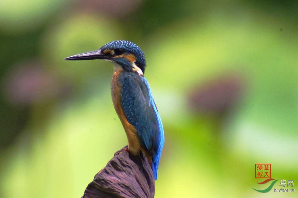 650--1300mm手动镜头拍翠鸟 - 辽宁版 Liaonin